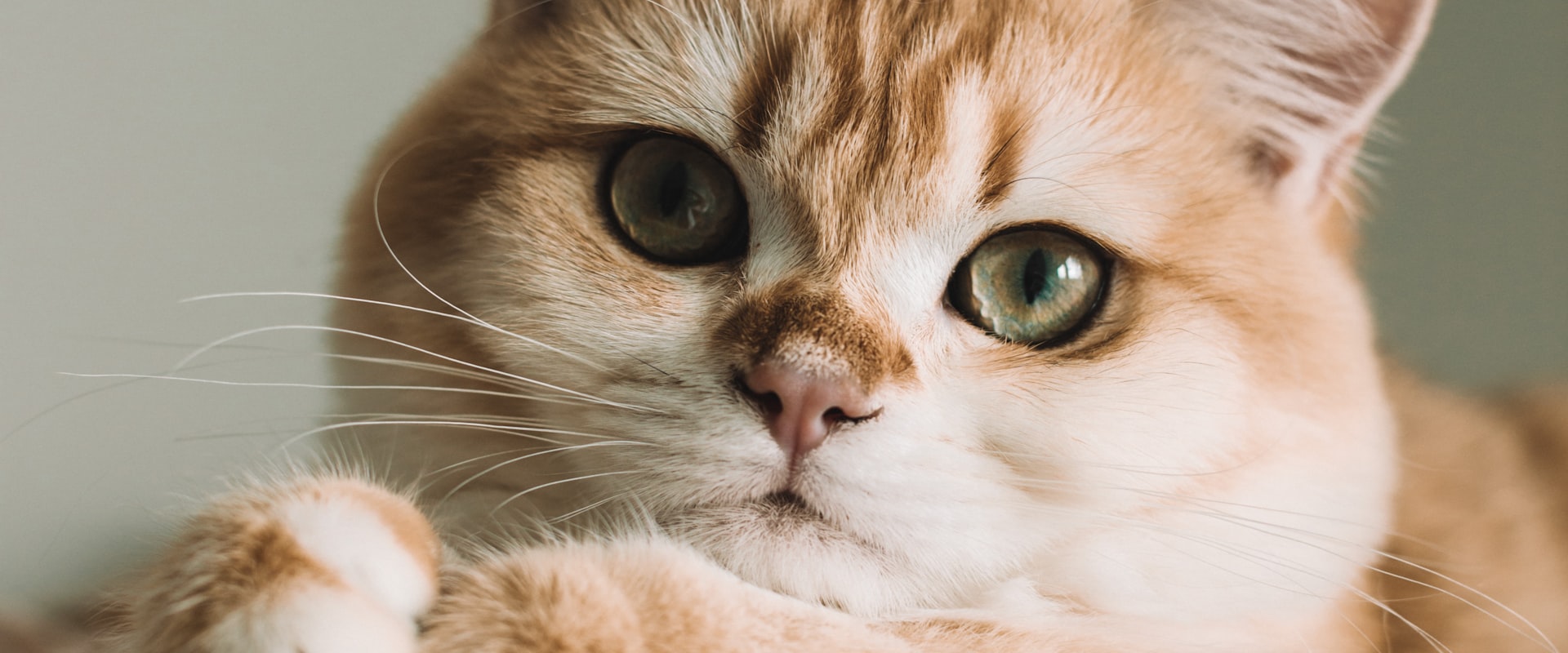 全世界首創基因逆查詢系統