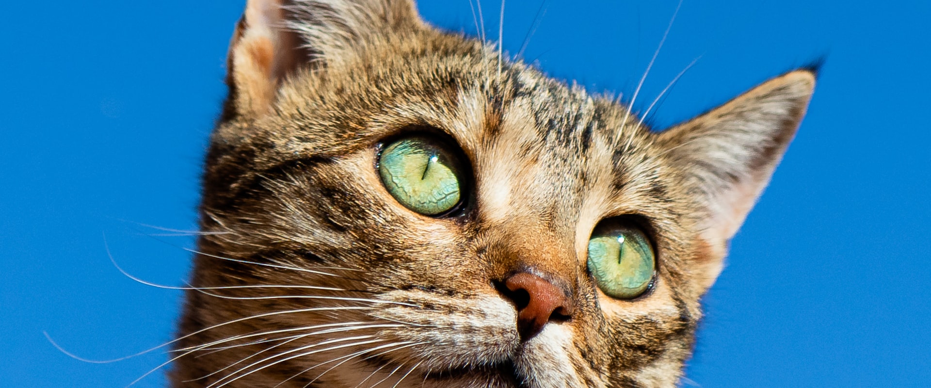 基因引航 守護喵喵健康